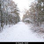 Sneeuw in het bos